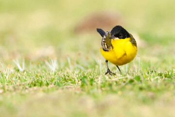 Balkankwikstaart, Black-headed Wagtail, Motacilla feldegg