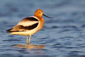 American Avocet