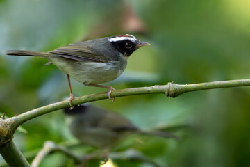Black-cheeked Warbler, Basileuterus melanogenys