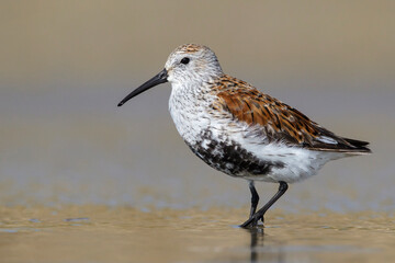 American Dunlin, Calidris alpina pacifica/hudsonia
