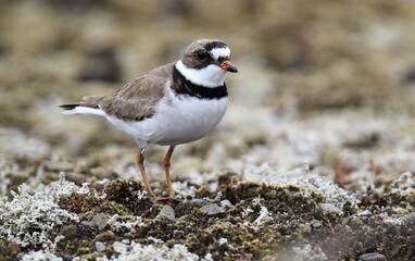 Semipalmated Plover, Charadrius semipalmatus