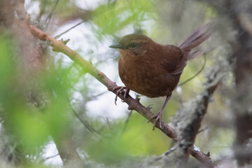 Evergreen forest Warbler, Bradypterus lopezi