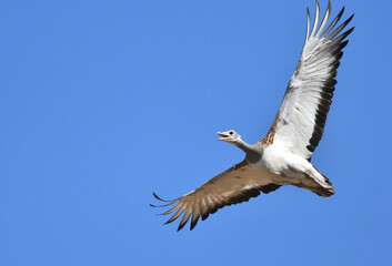 Great Bustard, Otis tarda