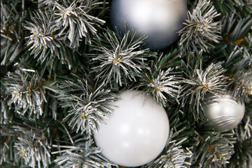 Fototapeta na wymiar Background with green branches and white branches of a Christmas tree. Small Christmas ball. Festive tree