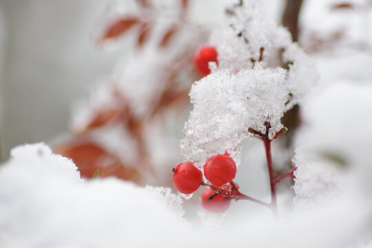 南天の実 Images Browse 599 Stock Photos Vectors And Video Adobe Stock
