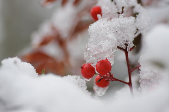 南天の実 Images Browse 599 Stock Photos Vectors And Video Adobe Stock
