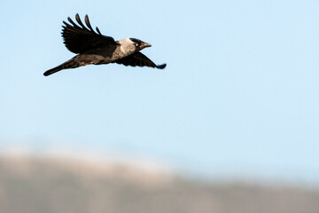 Western Jackdaw, Corvus monedula