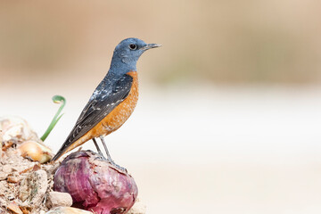 Rode Rotslijster, Rufous-tailed Rock Thrush, Monticola saxatilis