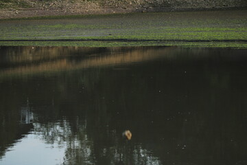 Ente im Wasser