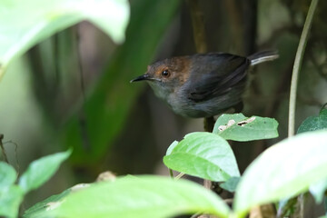 White-tailed Warbler, Poliolais lopezi