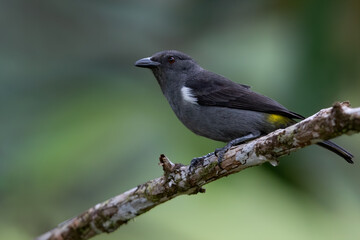 Sulphur-rumped Tanager, Heterospingus rubrifrons