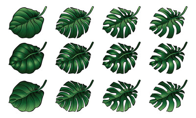 Set of tropical monstera leaves. Vector illustration