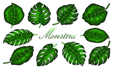 Beautiful hand drawn botanical vector illustration with tropical monstera leaves. Isolated on white background. art