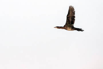Pygmy Cormorant, Microcarbo pygmaeus