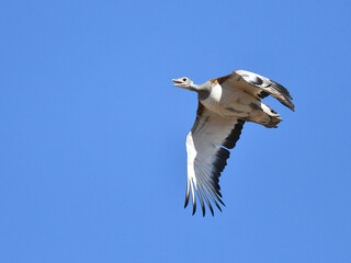 Great Bustard, Otis tarda