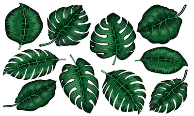 Set of tropical monstera leaves isolated on white background. vector illustration.