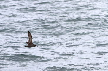 Fototapeta premium Short-tailed Shearwater, Ardenna tenuirostris