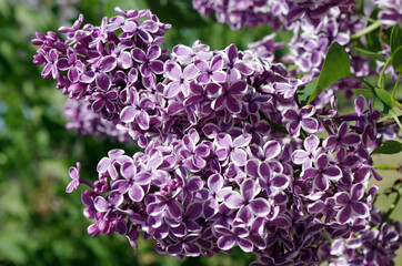 branch of lilac flowers  on floral background