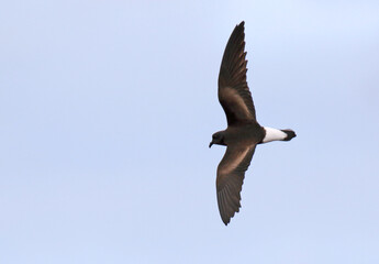 Galapagos Wedge-rumped Storm Petrel, Oceanodroma tethys tethys