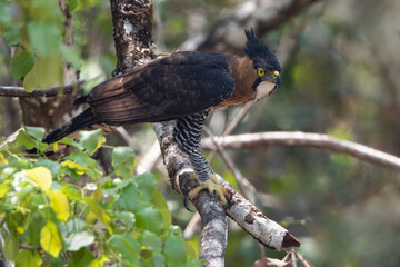 Ornate Hawk-Eagle, Spizaetus ornatus