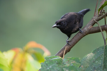 Lowland Sooty Boubou, Laniarius leucorhynchus