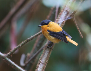 Fototapeta premium Black-and-orange Flycatcher (Ficedula nigrorufa), or or black-and-rufous flycatcher, in Western Ghats, India.