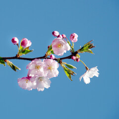 blossoming sakura with pink flowers on blue sky background