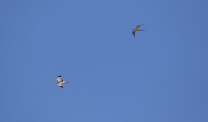 Long-tailed Jaeger, Stercorarius longicaudus