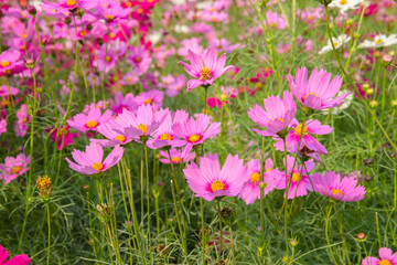 Obraz na płótnie Canvas Thailand, Flower, Agricultural Field, Springtime, Cosmos Flower