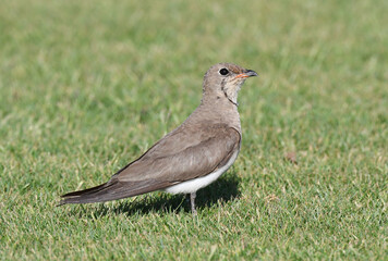 Collared Pratincole, Glareola pratincola