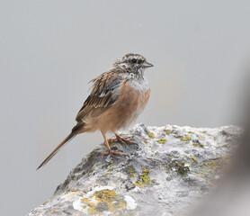 Rock Bunting, Emberiza cia
