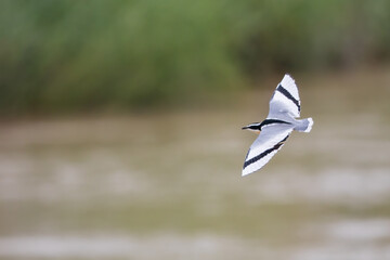 Egyptian Plover, Pluvianus aegyptius