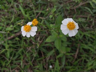 Obraz premium beautiful white bidens pilosa flowers blooming in garden