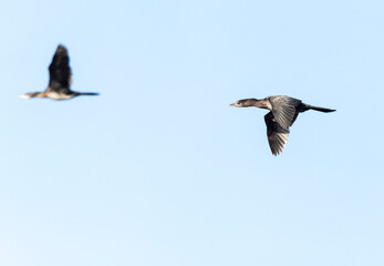 Pygmy Cormorant, Microcarbo pygmaeus