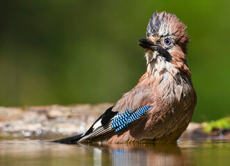 Naklejka premium Eurasian Jay, Garrulus glandarius