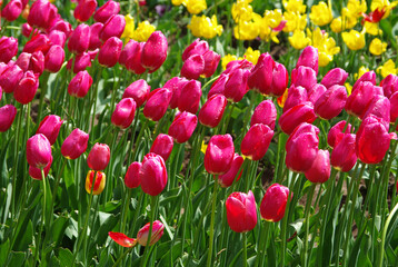 beautiful red and yellow tulips in spring time