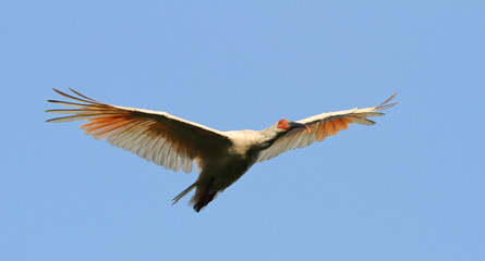 Japanese Crested Ibis, Nipponia nippon