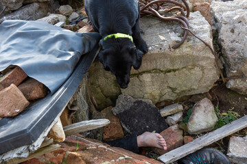 Dog looking for injured people in ruins after earthquake .