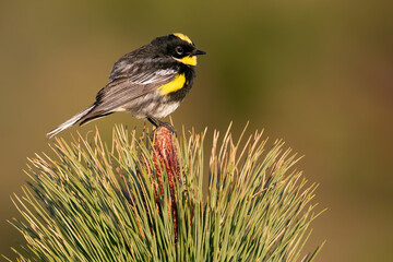 Goldman's Warbler, Setophaga goldmani