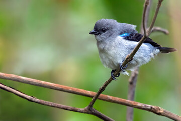Plain-colored Tanager, Tangara inornata