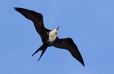 Great Frigatebird, Fregata minor
