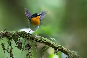 Orange-breasted Forest Robin, Stiphrornis erythrothorax gabonensis