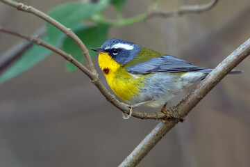 Obraz premium Crescent-chested Warbler, Oreothlypis superciliosa