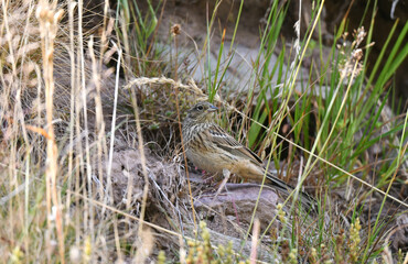 Rock Bunting, Emberiza cia