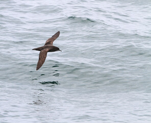 Short-tailed Shearwater, Ardenna tenuirostris