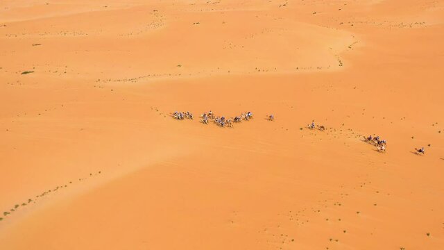 Aerial view overlooking a camel cavalcade moving over the Arabian desert, sunny day, in Saudi Arabia - pan, drone shot