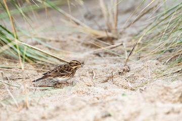 Rustic Bunting, Emberiza rustica