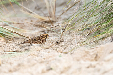Rustic Bunting, Emberiza rustica