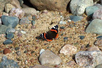 a butterfly (vanessa atalanta) on a rocks
