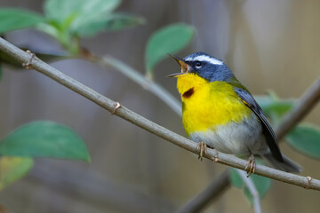 Crescent-chested Warbler, Oreothlypis superciliosa